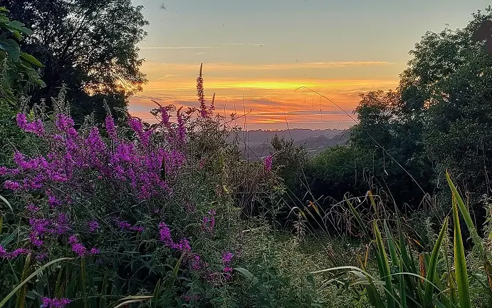 Nature image